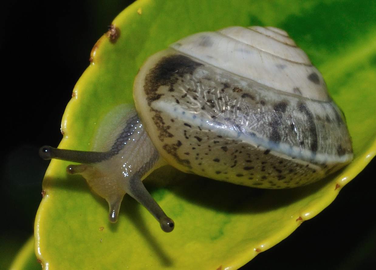 Aiuto identificazione [Hygromia cinctella]